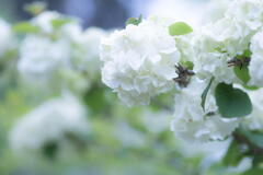 神戸森林植物園　オオデマリ　白華の顔(かんばせ)　その２