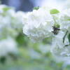 神戸森林植物園　オオデマリ　白華の顔(かんばせ)　その２