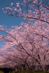 復活した春の色　桜、青空に映える　
