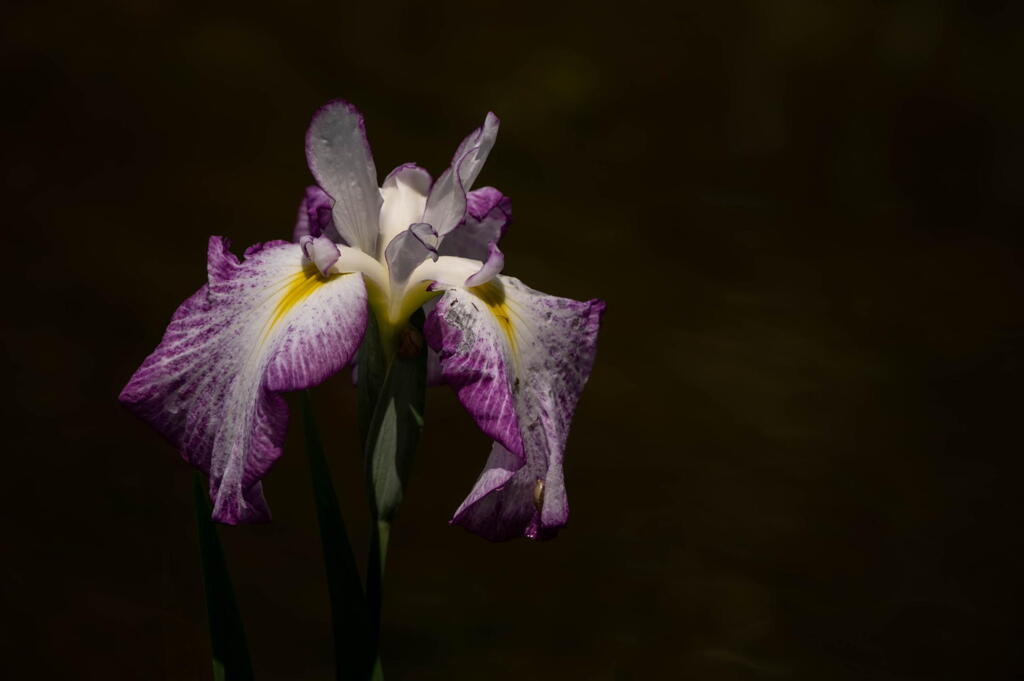 須磨離宮公園　菖蒲ちらほら　その２