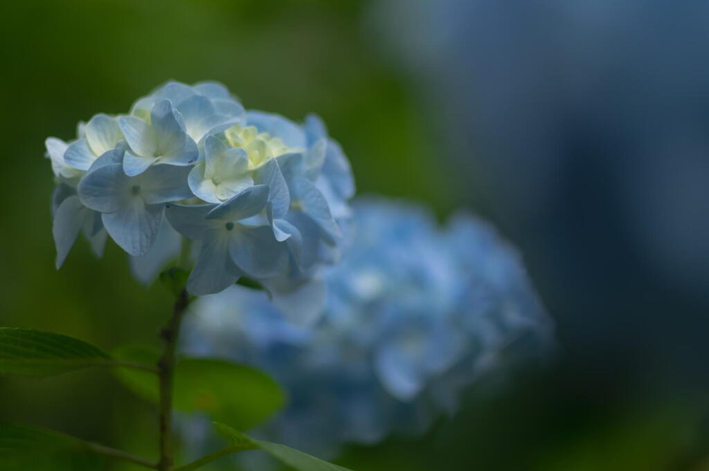 神戸市立森林植物園　紫陽花三色　水色