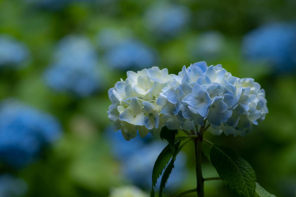 神戸市立森林植物園　紫陽花の静かに咲く
