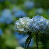 神戸市立森林植物園　紫陽花の静かに咲く