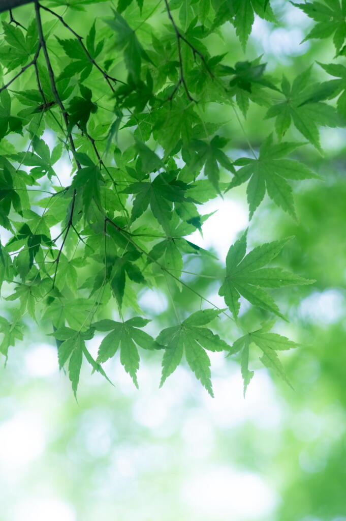 神戸市立森林植物園　若葉三態　その１