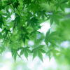 神戸市立森林植物園　若葉三態　その１