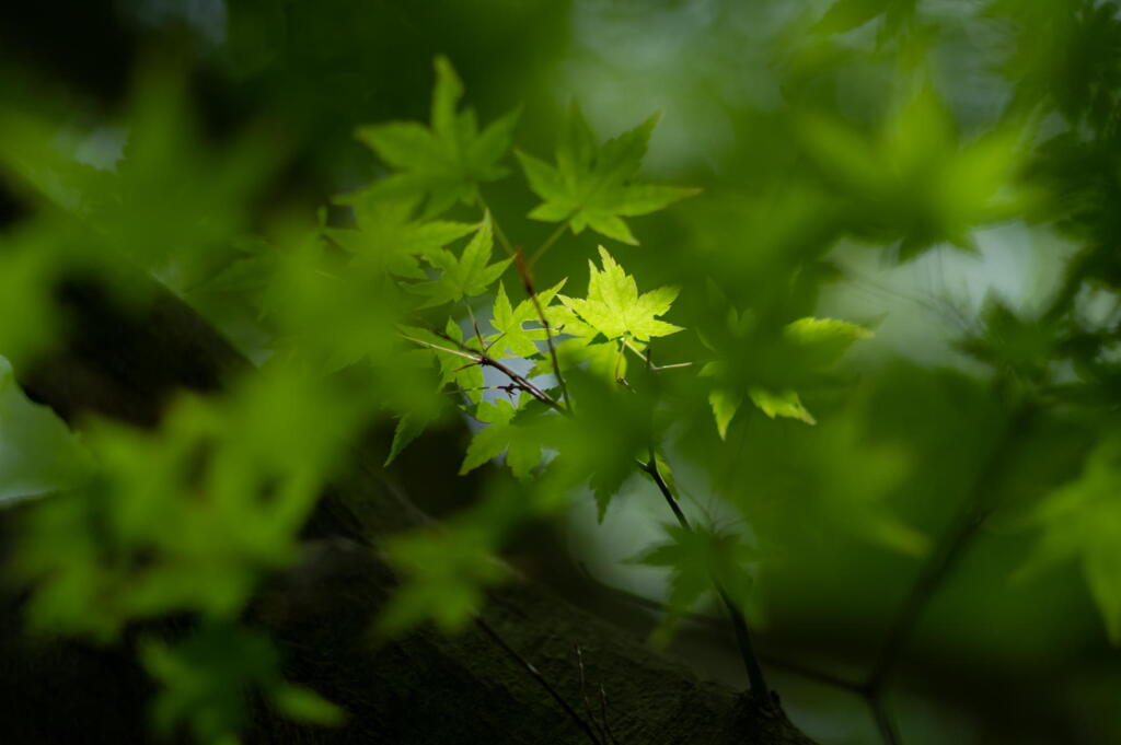 奥須磨公園　翠の華燭　その２