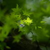 奥須磨公園　翠の華燭　その２