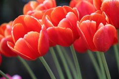 F-04 チューリップ-1