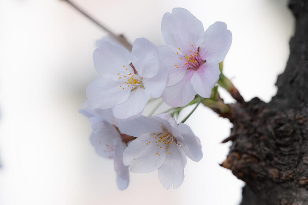 桜と語る　ー 胴吹き桜 ー