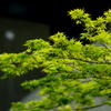 ペンタ smc FA77mm  F1.8 テスト撮影　モミジの新緑
