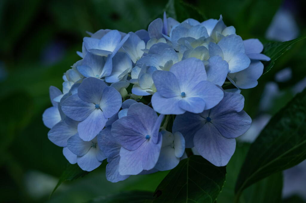 神戸市立森林植物園　紫陽花盛ん　その３