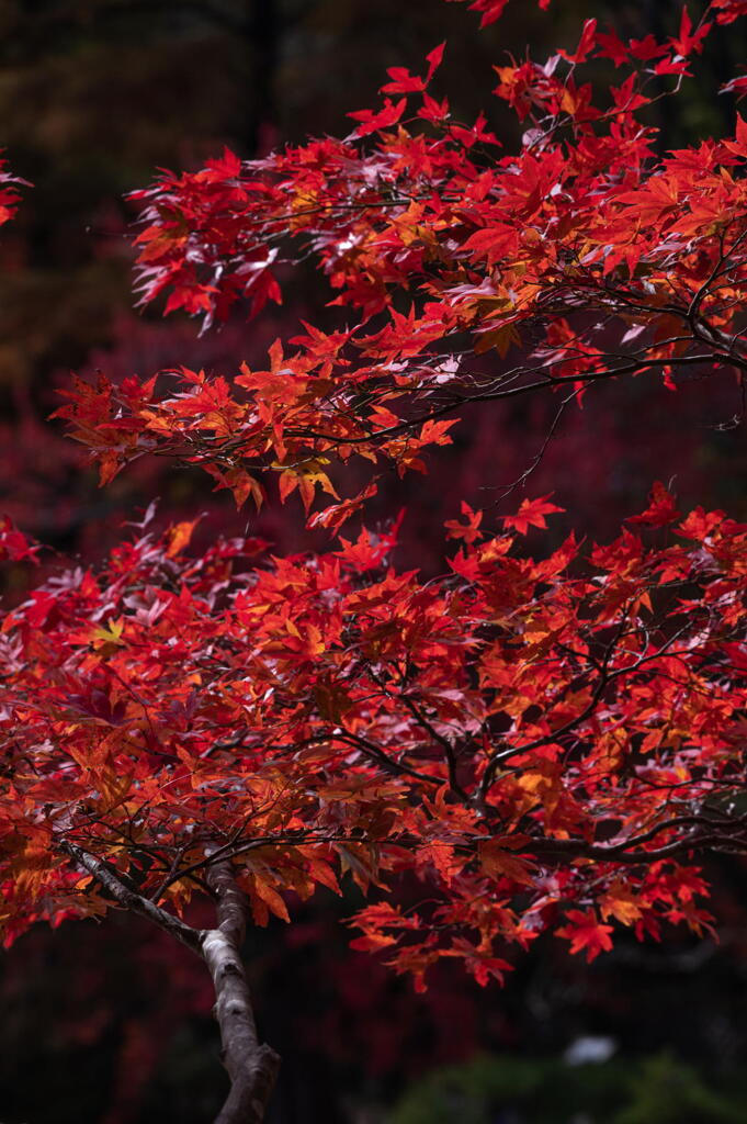 神戸市立森林植物園　和の色　紅