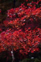 神戸市立森林植物園　和の色　紅
