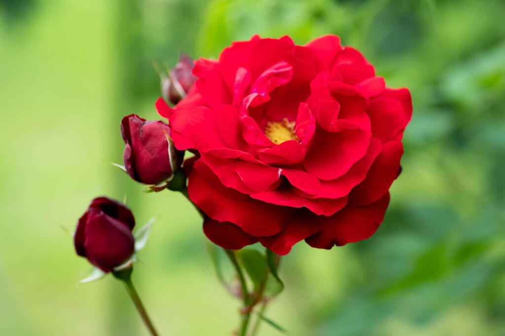 須磨離宮公園　春薔薇の宴　その３