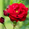 須磨離宮公園　春薔薇の宴　その３