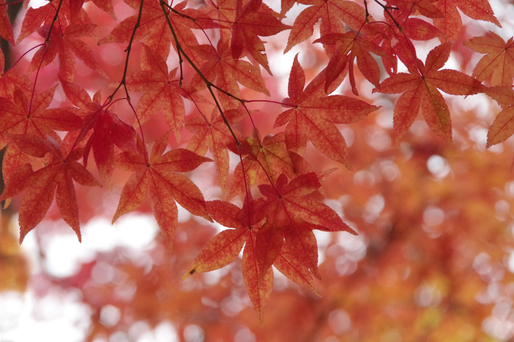 S-05 紅葉
