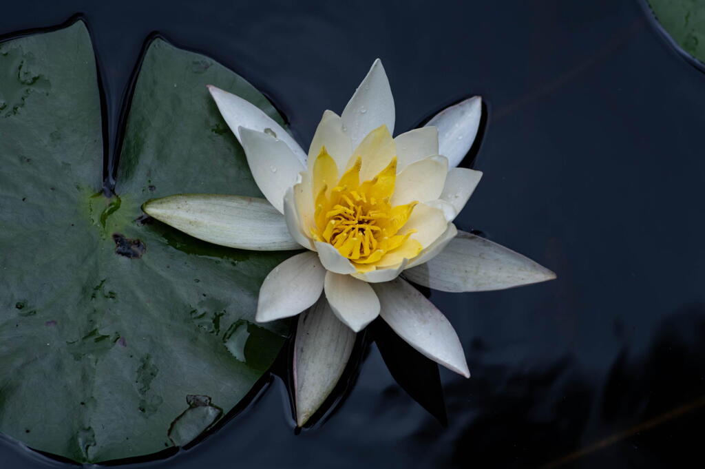 神戸市立森林植物園　長谷池　蓮の花