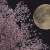 満月と桜の宵