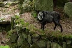 神戸市立森林植物園　カオナシもといカモシカ