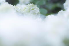 神戸森林植物園　オオデマリ　白華の顔(かんばせ)　その３