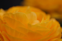 F-02 オレンジ色の花