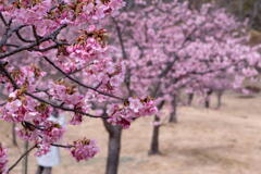 明石海峡公園　河津桜　その２