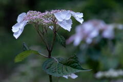 神戸市立森林植物園　紫陽花三色　その１