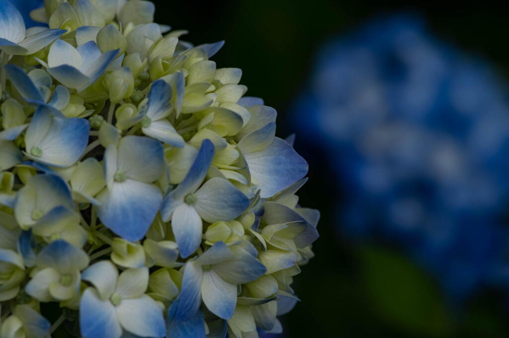 季節は巡る　早咲きの紫陽花－3