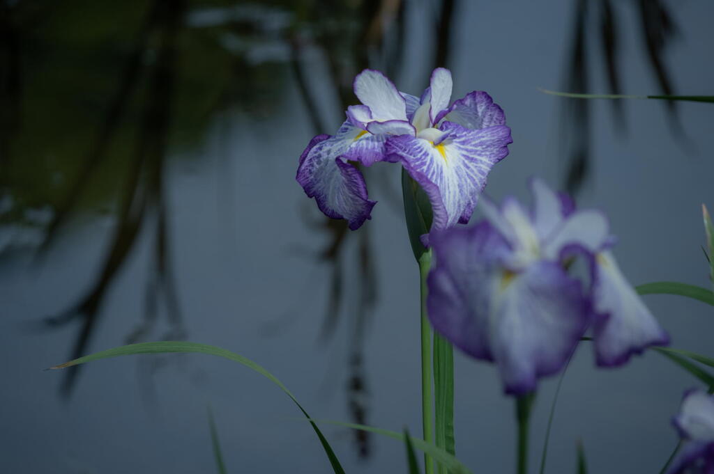 須磨離宮公園　水辺の花菖蒲　その１