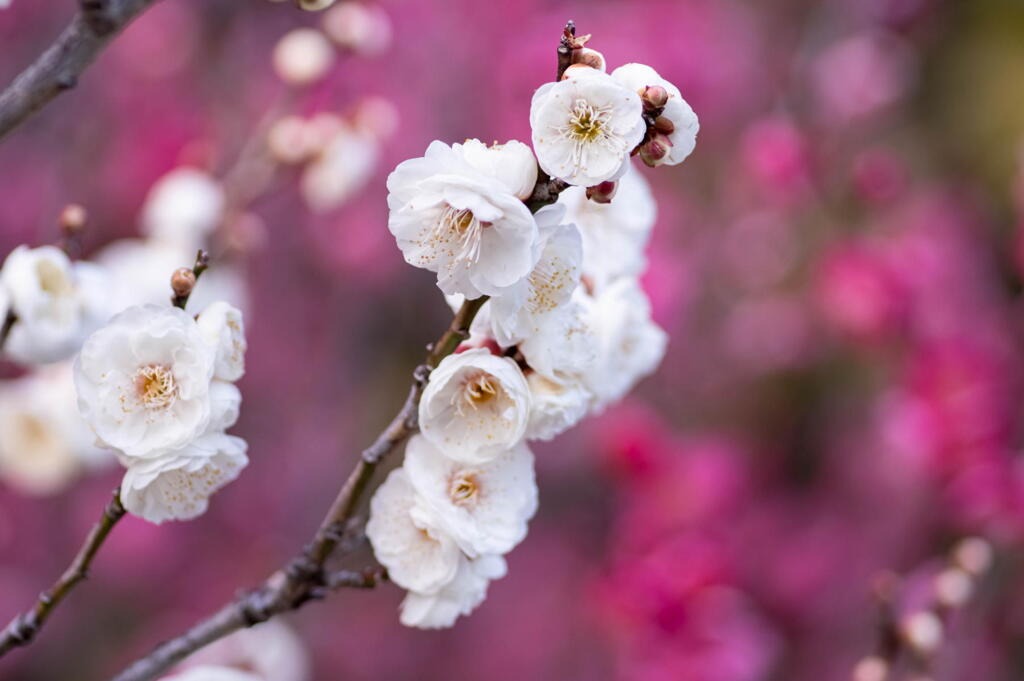 神戸市立須磨離宮公園　梅見頃