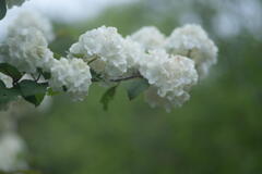 神戸市立森林植物園　オオデマリ　つつましく白く