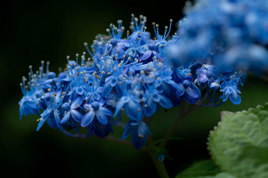 神戸市立森林植物園　紫陽花の名残り　その２