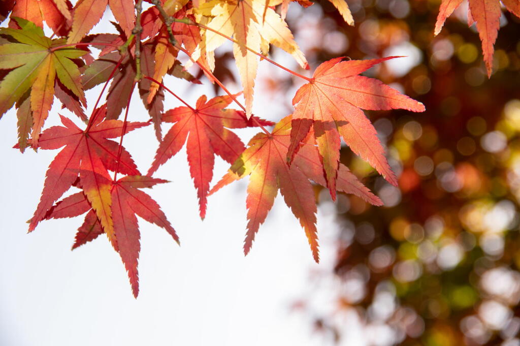 丹波　円通寺　紅葉三態　その２