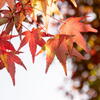 丹波　円通寺　紅葉三態　その２