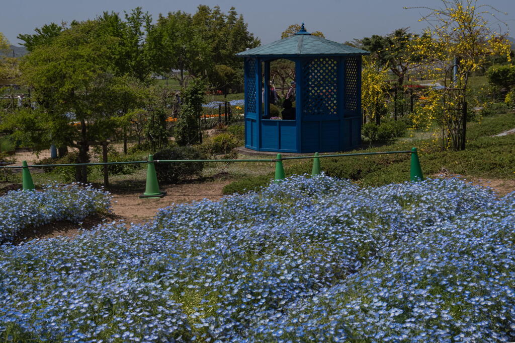 ひまわりの丘公園 ネモフィラ-7