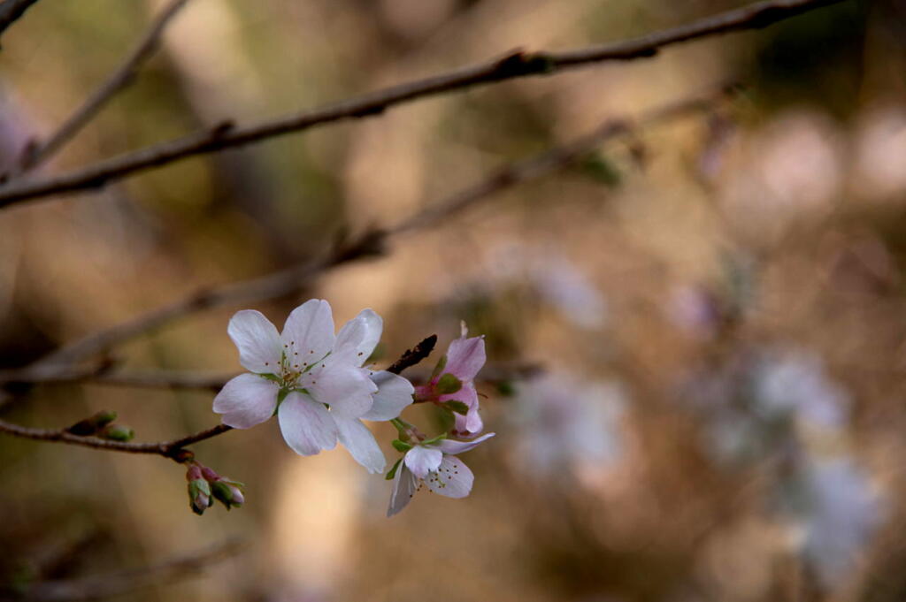 離宮の花　十月桜