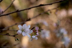 離宮の花　十月桜