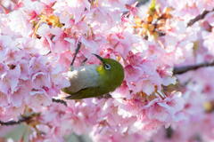 桜に飛び交うメジロ　その弐