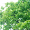 神戸市立森林植物園　若葉三態　その３