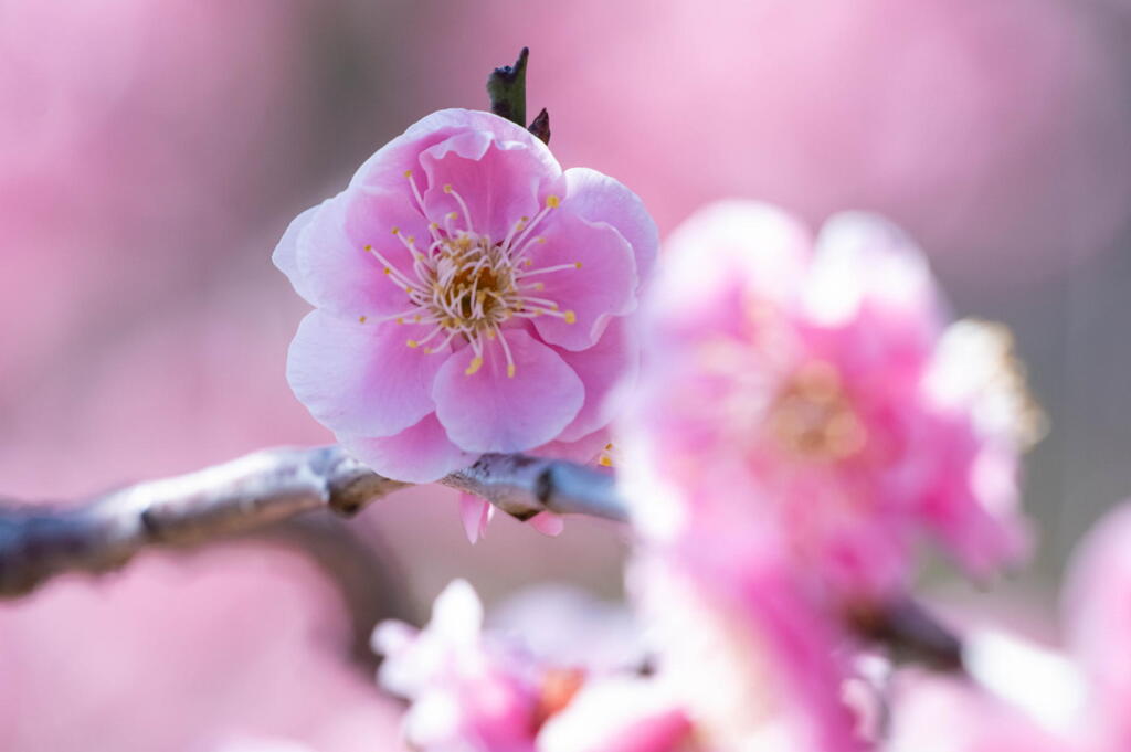淡路の桜色の梅