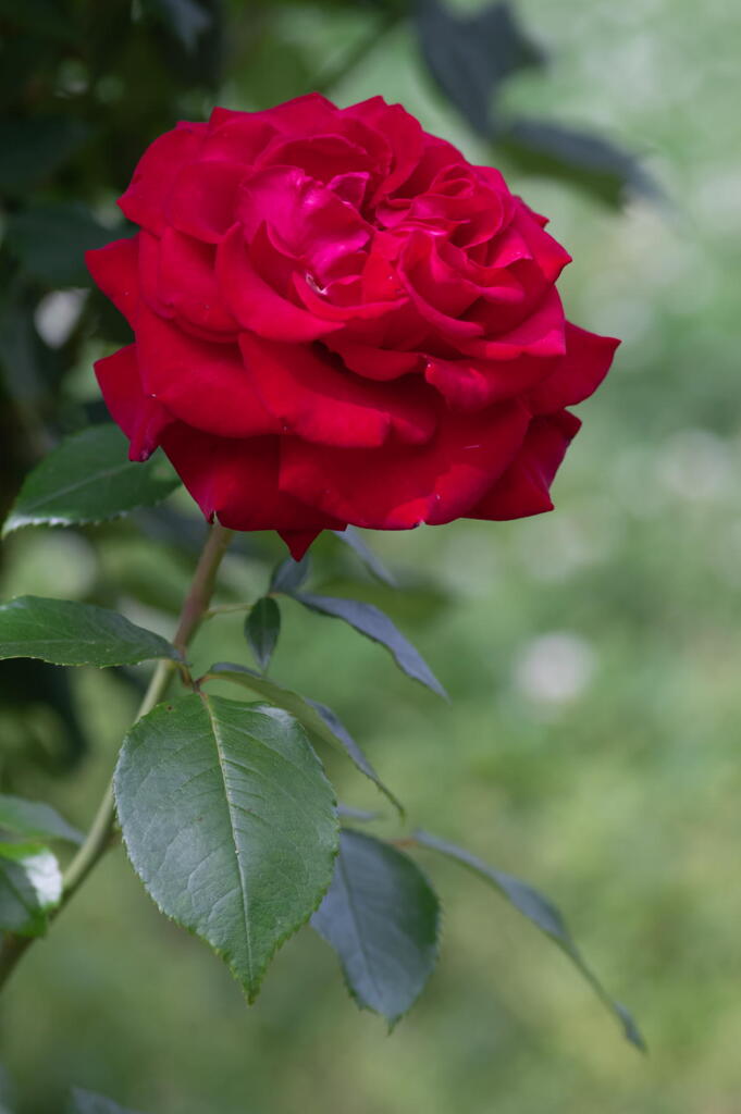 須磨離宮公園　残り薔薇　その２