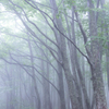 ９月　霧に霞む八甲田のブナ林