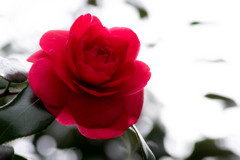 ２ヶ月版　７～８月　紅色の春薔薇