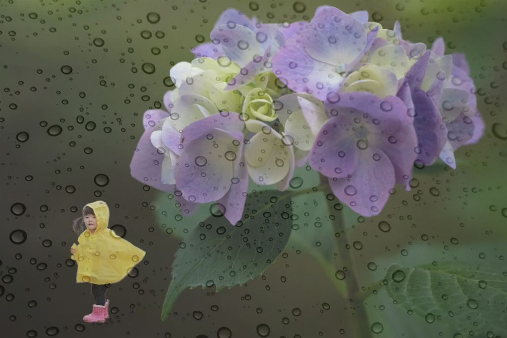 コラージュ　窓越しの紫陽花と少女
