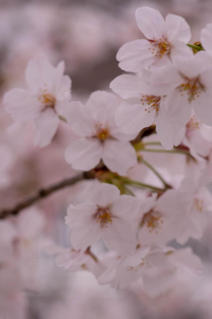 神戸　妙法寺川　桜花爛漫　その６