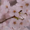 神戸　妙法寺川　桜花爛漫　その６