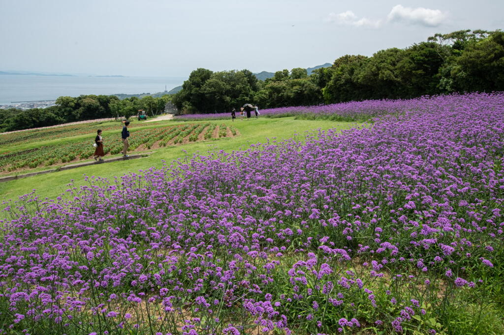 あわじ花さじき　三尺バーベナ
