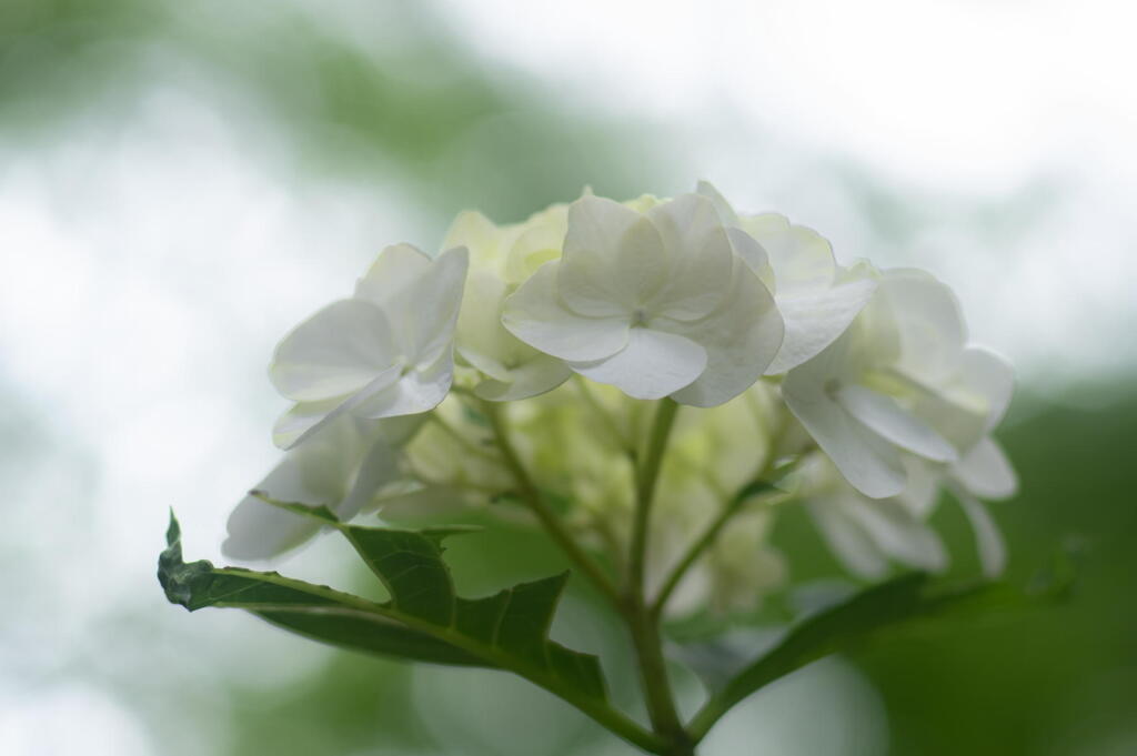 神戸市立森林植物園　佇む　その２