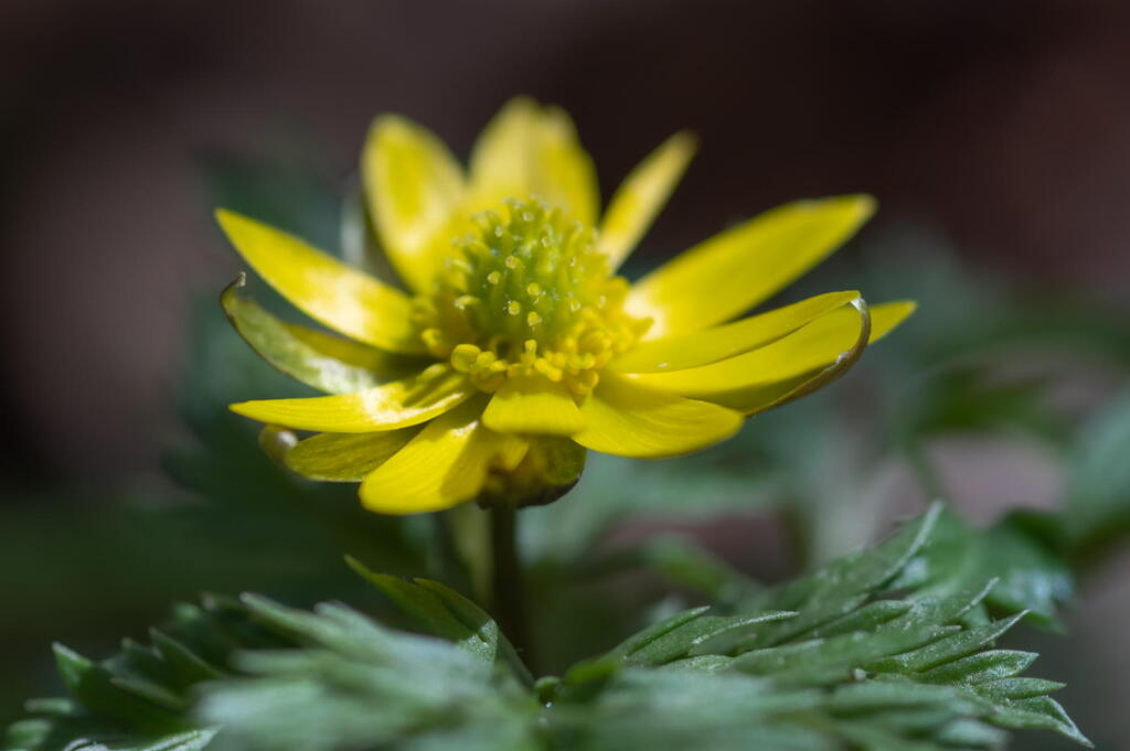 早春の森の花　福寿草