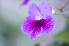 兵庫県立フラワーセンター　温室の小さな花　その１